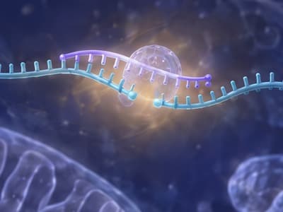 RNase H1 on a gapmer paired with a messenger RNA, which is cut at the enzyme with a gap before its beaded tail; the gapmer stays whole.